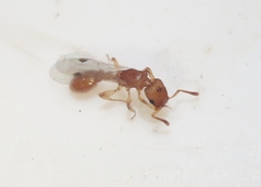 Nesomyrmex wilda
