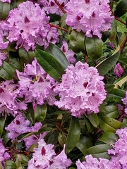 Rhododendron