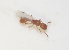 Nesomyrmex wilda