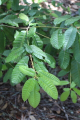 Notholithocarpus densiflorus densiflorus