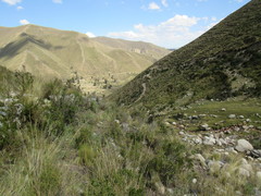 Gallinago andina