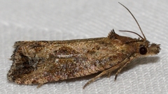 Endothenia nubilana