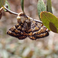 Epelis truncataria