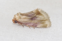 Chamaeclea basiochrea