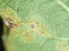 Coleosporium vernoniae