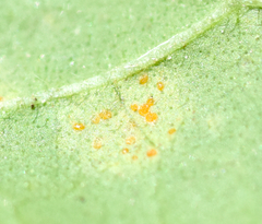 Coleosporium vernoniae