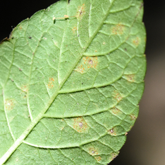 Coleosporium vernoniae