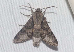 Cautethia spuria