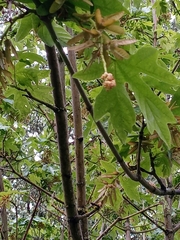 Acer macrophyllum
