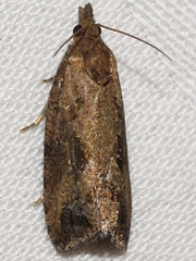Endothenia nubilana