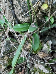 Passiflora intricata