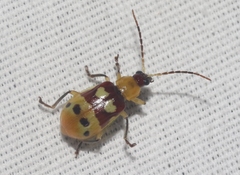 Paranapiacaba connexa