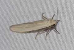 Crambidia myrlosea