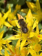 Megachile