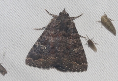 Coxina cinctipalpis