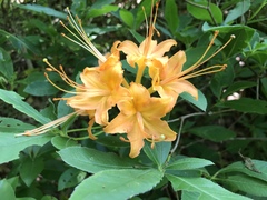 Rhododendron calendulaceum