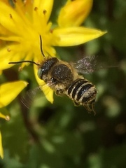 Megachile