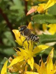 Megachile