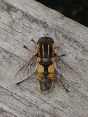 Woolly-tailed Marsh Fly
