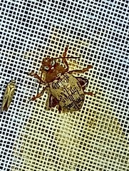 Blepharida
