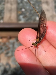 Ephemeroptera