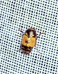 Cryptocephalus irroratus