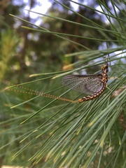 Ephemeroptera