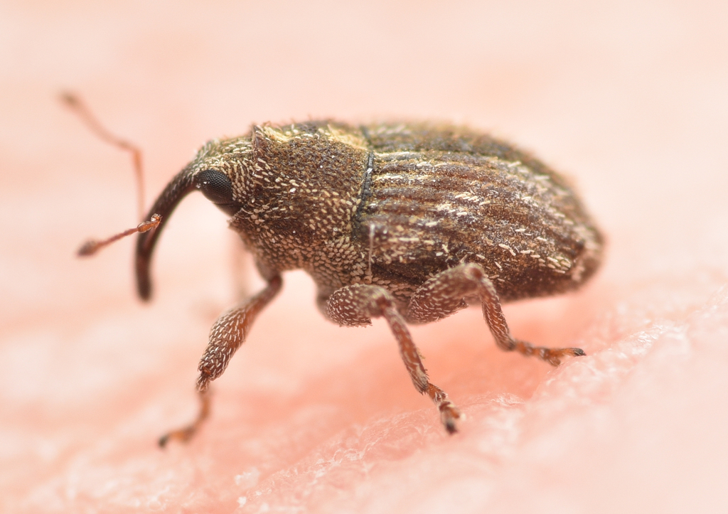 Trichosirocalus