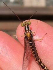 Ephemeroptera