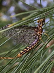 Ephemeroptera