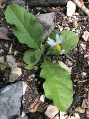 Solanum pumilum