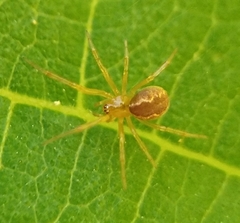 Anelosimus studiosus