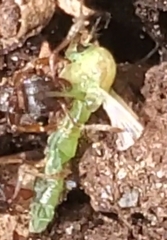 Chironomus