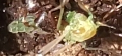 Chironomus
