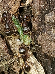 Chironomus
