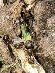 Chironomus