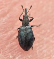 Perapion hydrolapathi