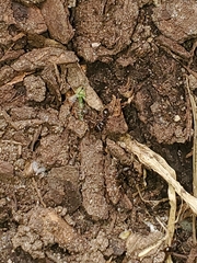 Chironomus