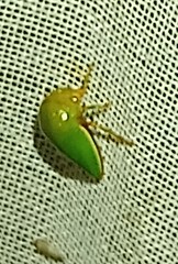 Stictopelta marmorata