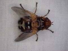 Microtropesa sinuata