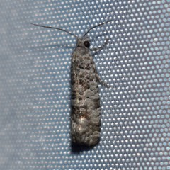 Retinia gemistrigulana