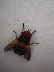 Microtropesa sinuata