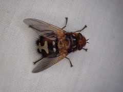 Microtropesa sinuata