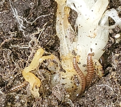 Blaniulus guttulatus