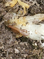 Blaniulus guttulatus