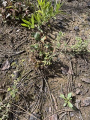 Fremontodendron decumbens
