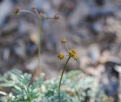 Lomatium observatorium