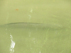 Channa striata