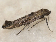 Epermenia albapunctella