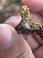 Zapatella quercusmedullae